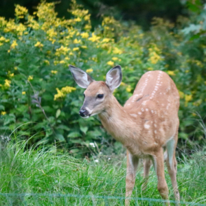 white tail fawn in Miane