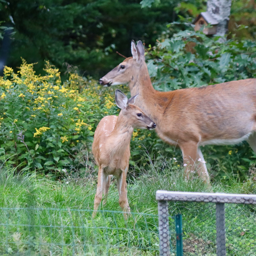 white tail fawn in Miane