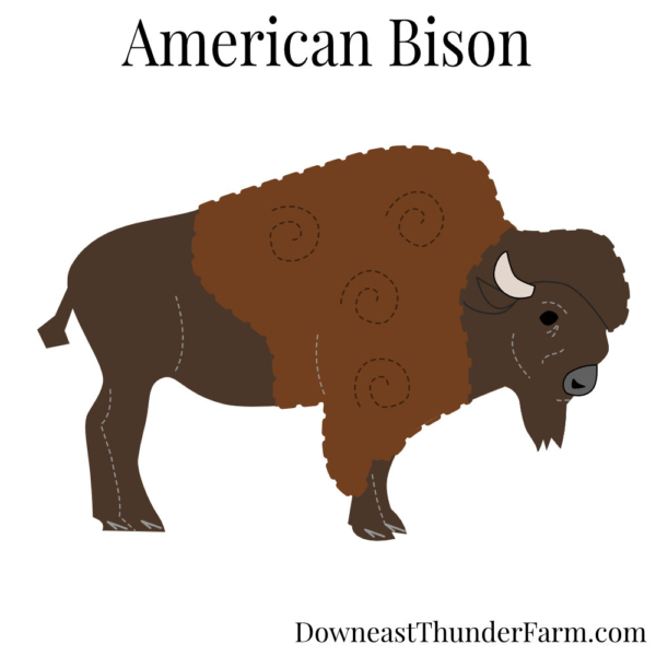 bison