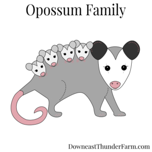 opossum family