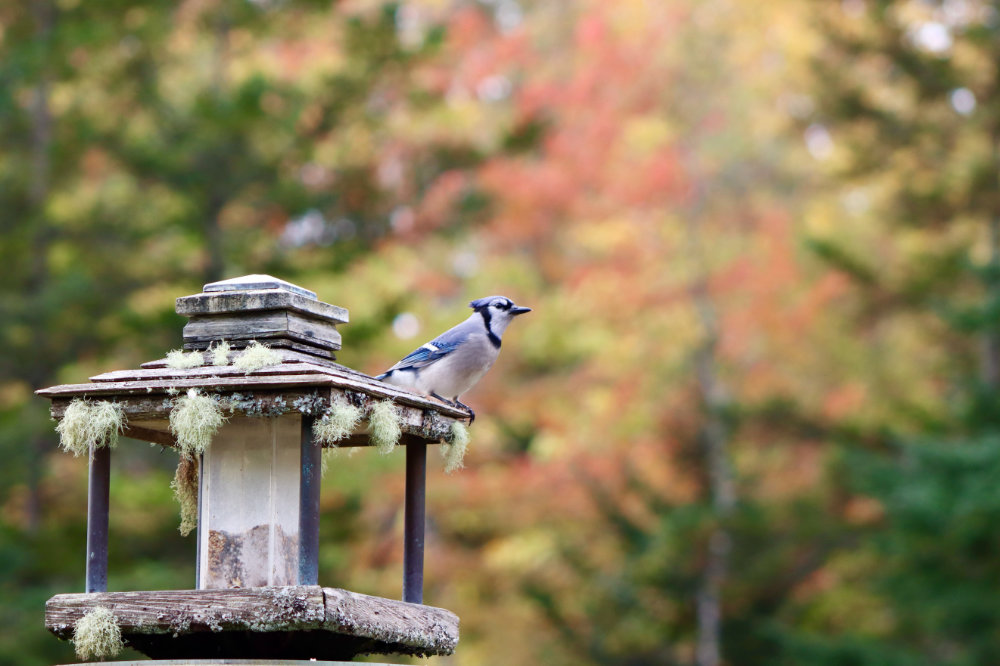 autumn colors blue jays