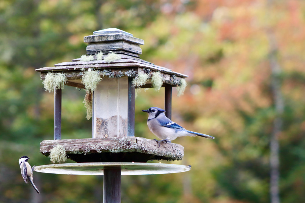 blue jay and chickadee