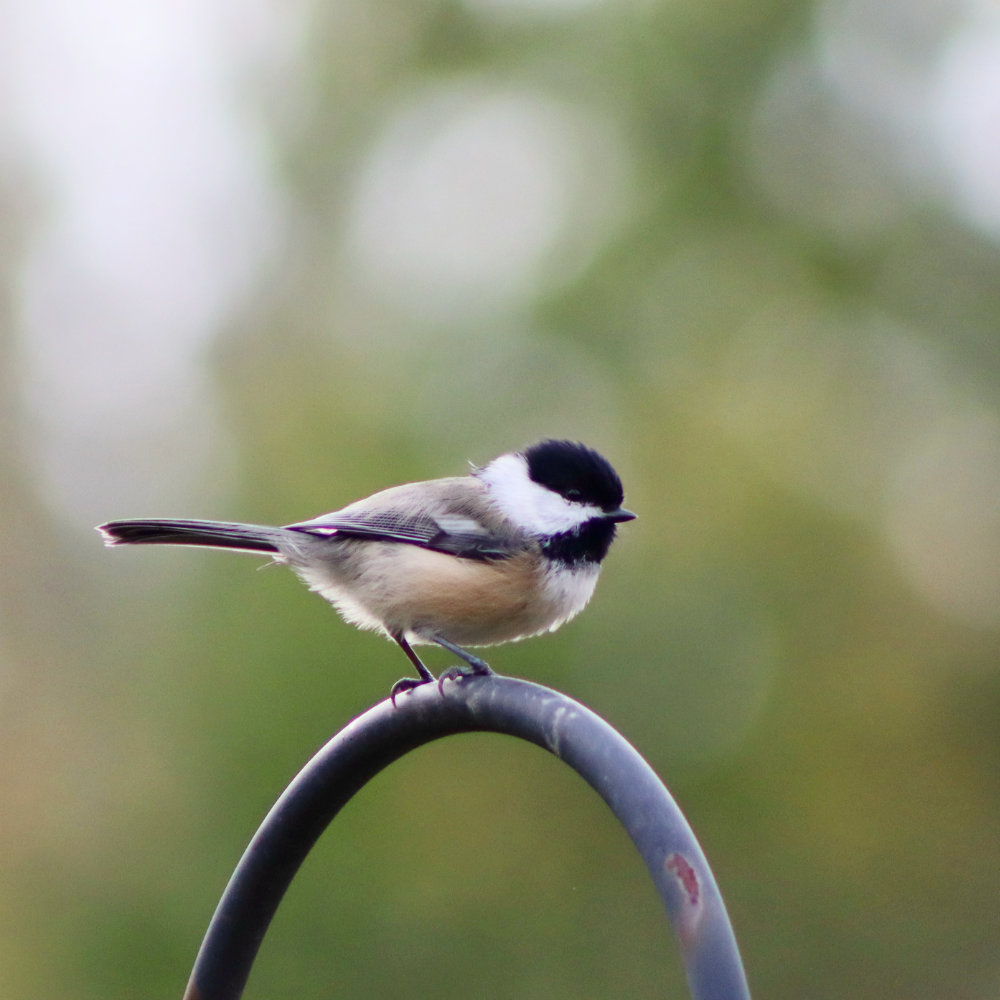 maine black-capped chickadee