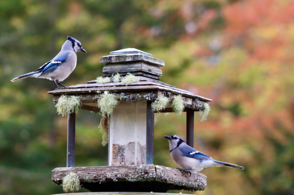 maine blue jays in the autumn