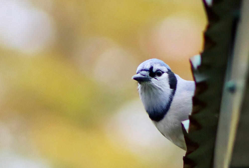 Birding from the Porch