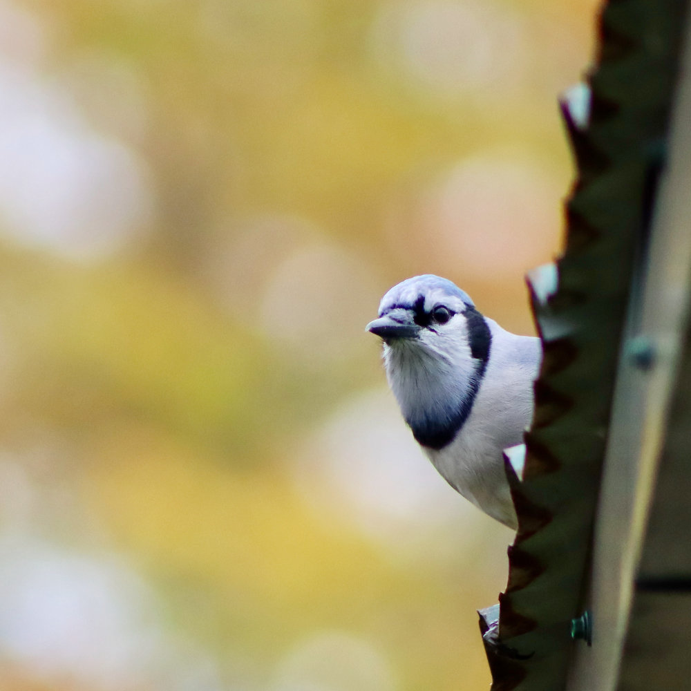 bluejay