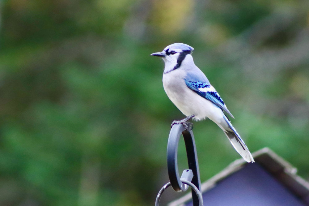 maine blue jay