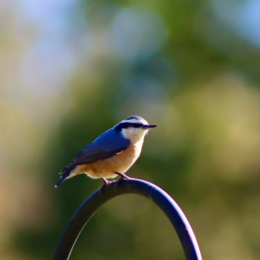 maine red breasted nuthatch