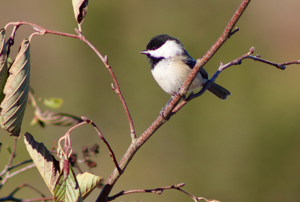 Southern Corea Heath Trail