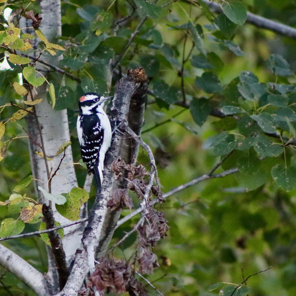 maine downy woodpecker