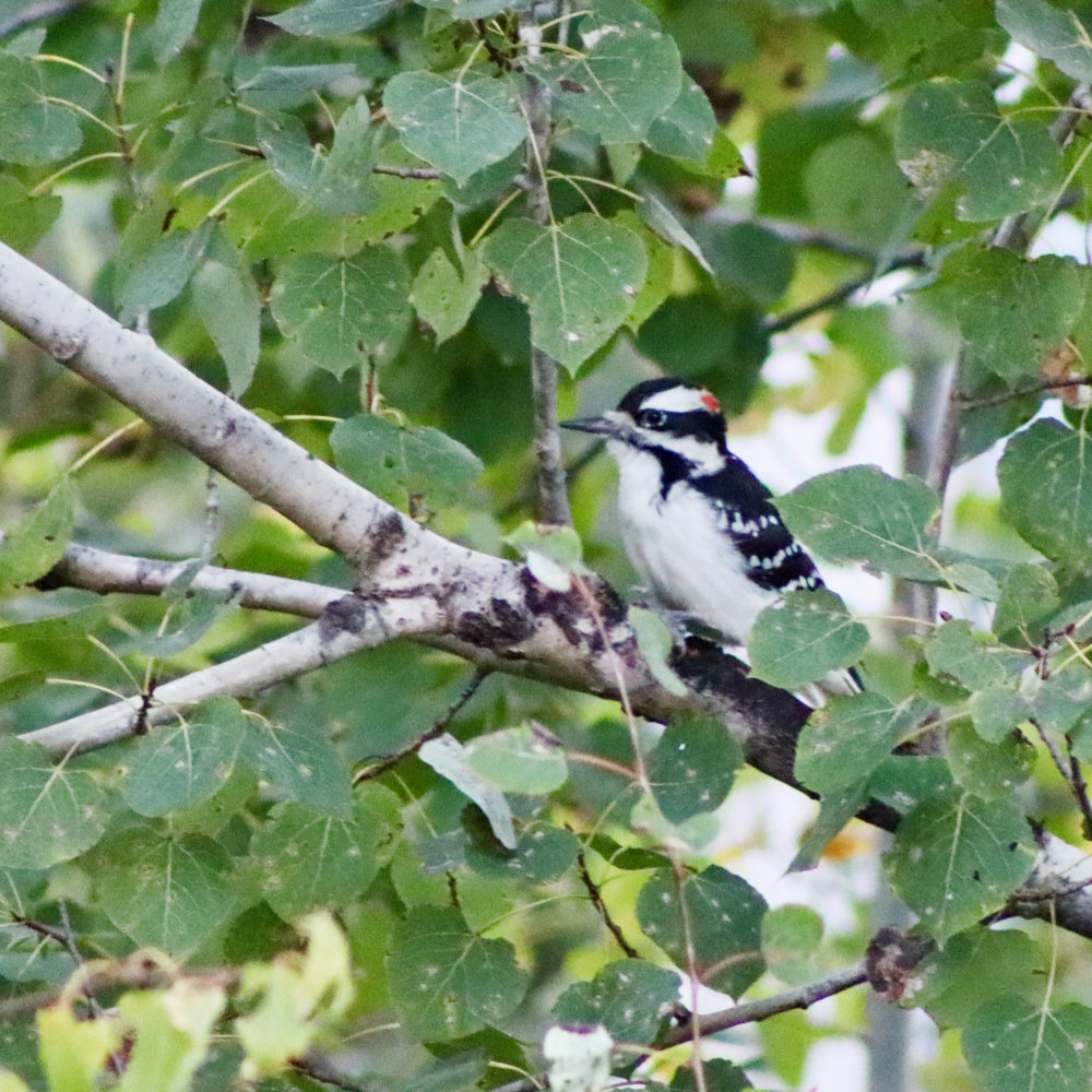 maine downy woodpecker