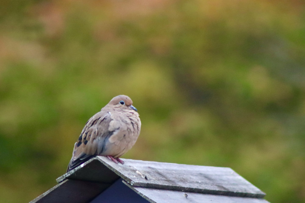 maine mourning dove