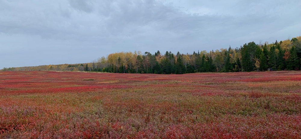 autumn whitneyville barrens