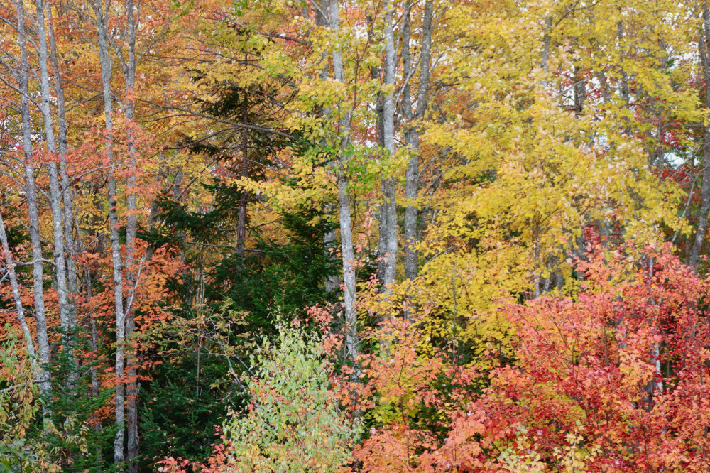 Maine autumn colors