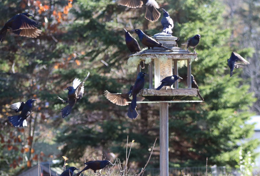 Downeast Thunder Farm Wood Veneer Birds