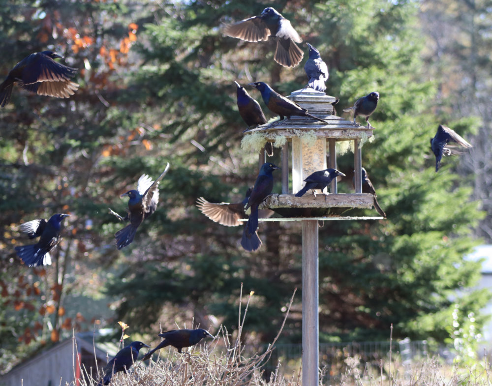 grackles at the bird feeder maine