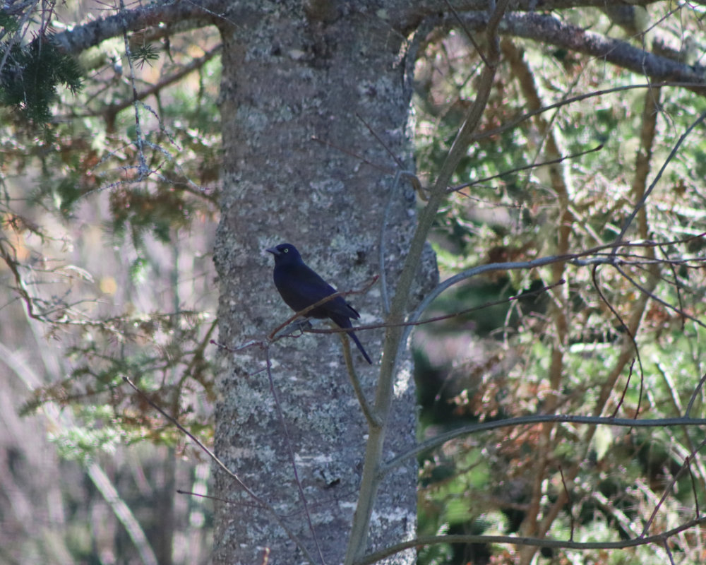 grackles in maine