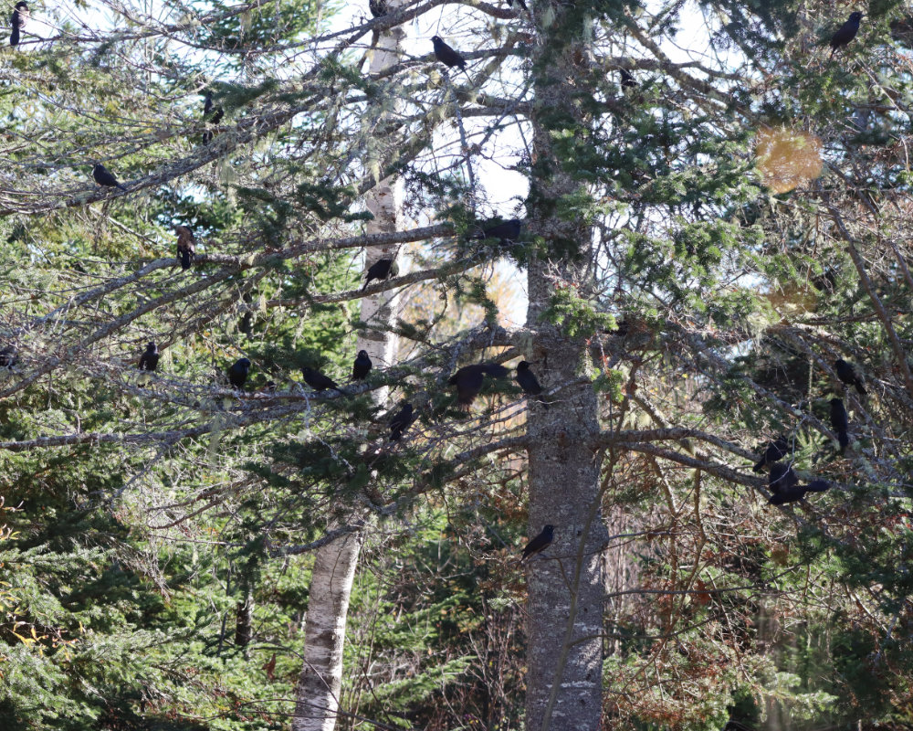 a swarm of grackles