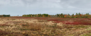 whitneyville autumn barrens