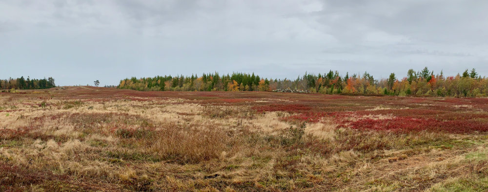 autumn columbia falls barrens