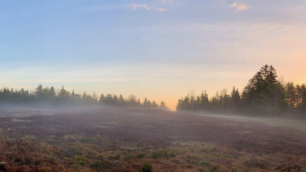 Maine autumn barrens in the fog