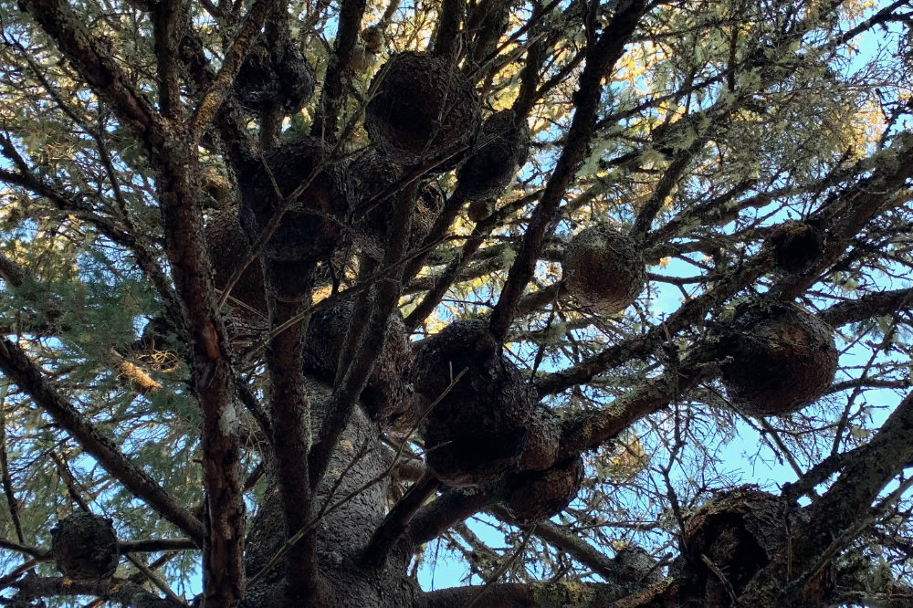 burls in the fir tree