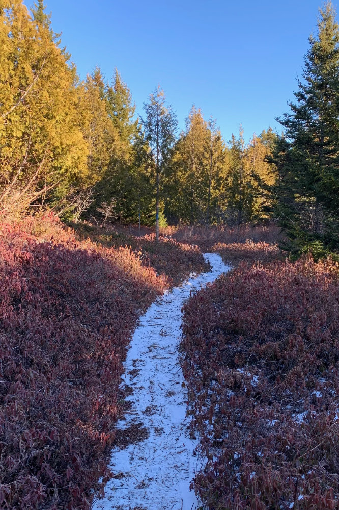 snowy path through blueberry pushes