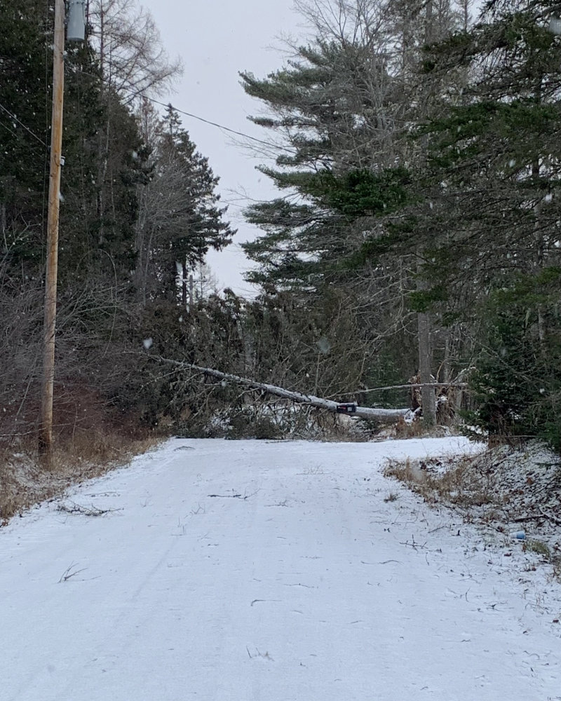 tree down on the power lines in Maine