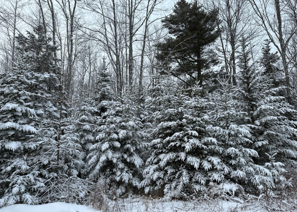 maine winter snow