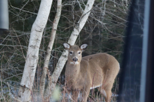 hello deer friend