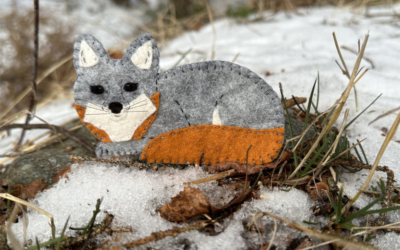 The Secretive Gray Fox