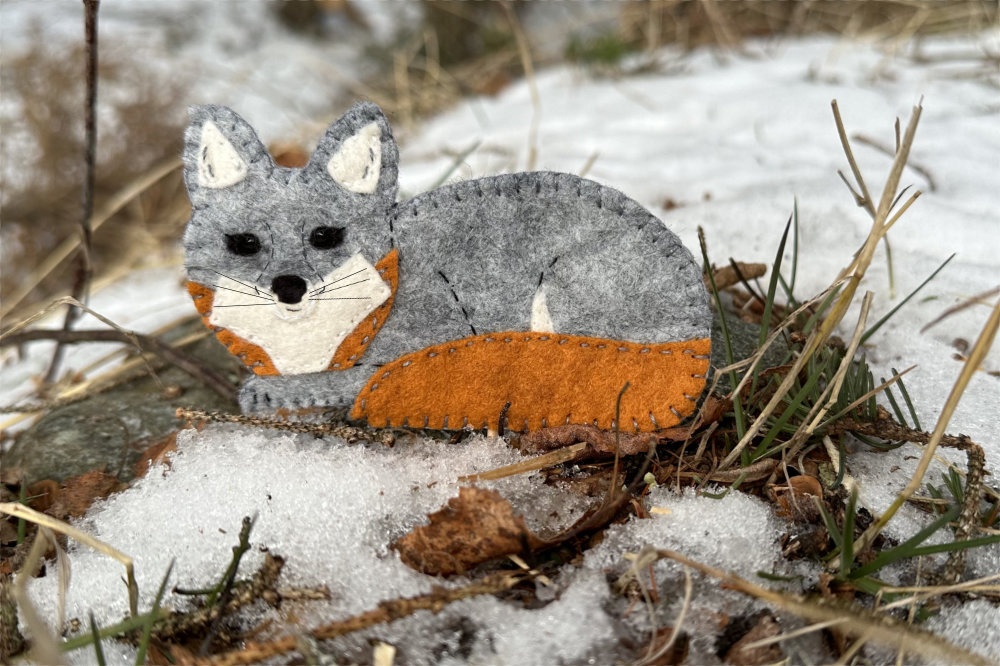 The Secretive Gray Fox