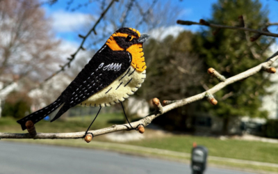 The Blazing  Blackburnian Warbler