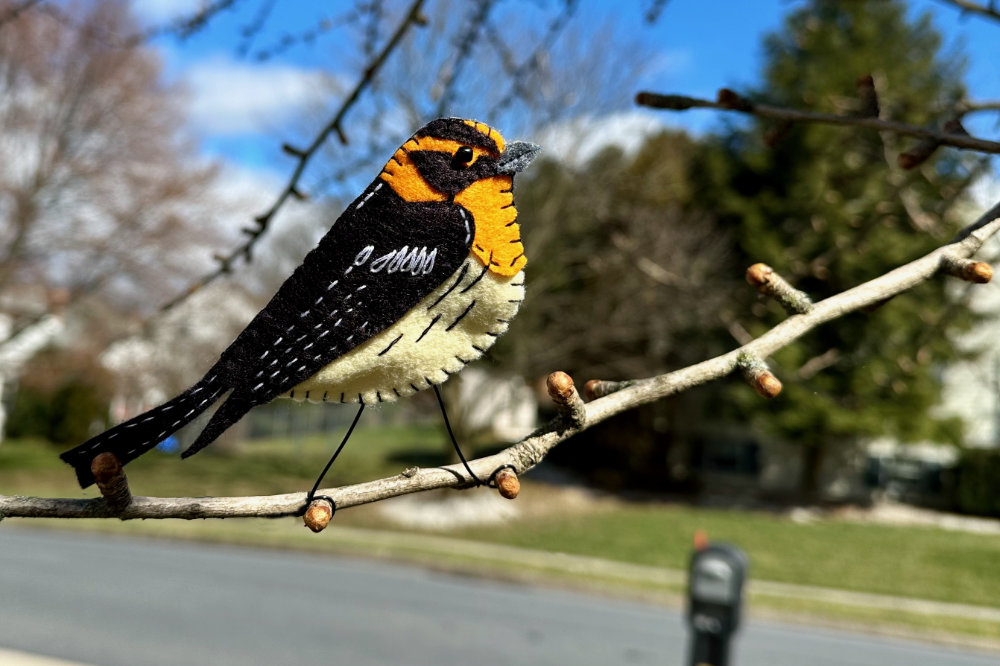 The Blazing  Blackburnian Warbler