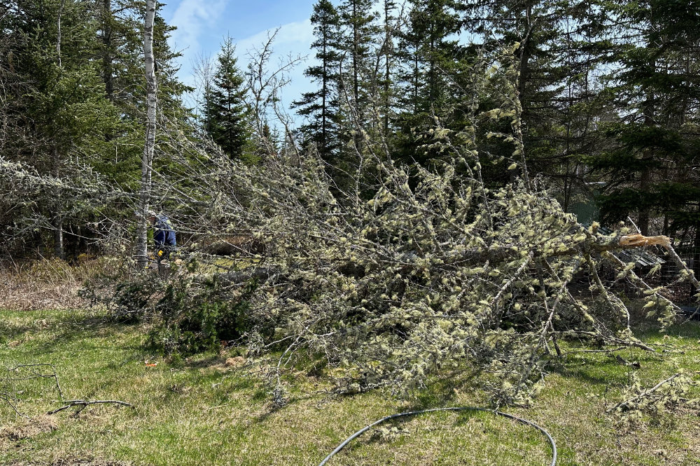 downed tree