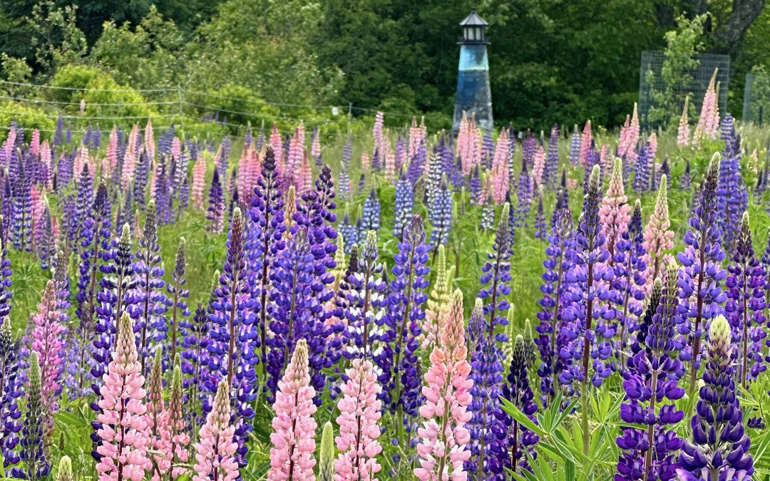 Lupins at Milbridge Commons