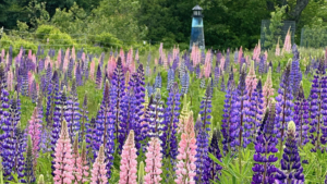 lupines at milbridge commons