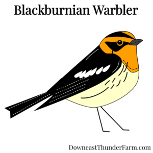 blackburnian warbler felt kit