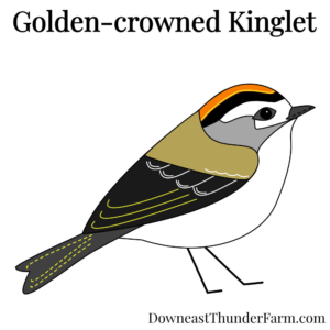 golden crowned kinglet felt kit