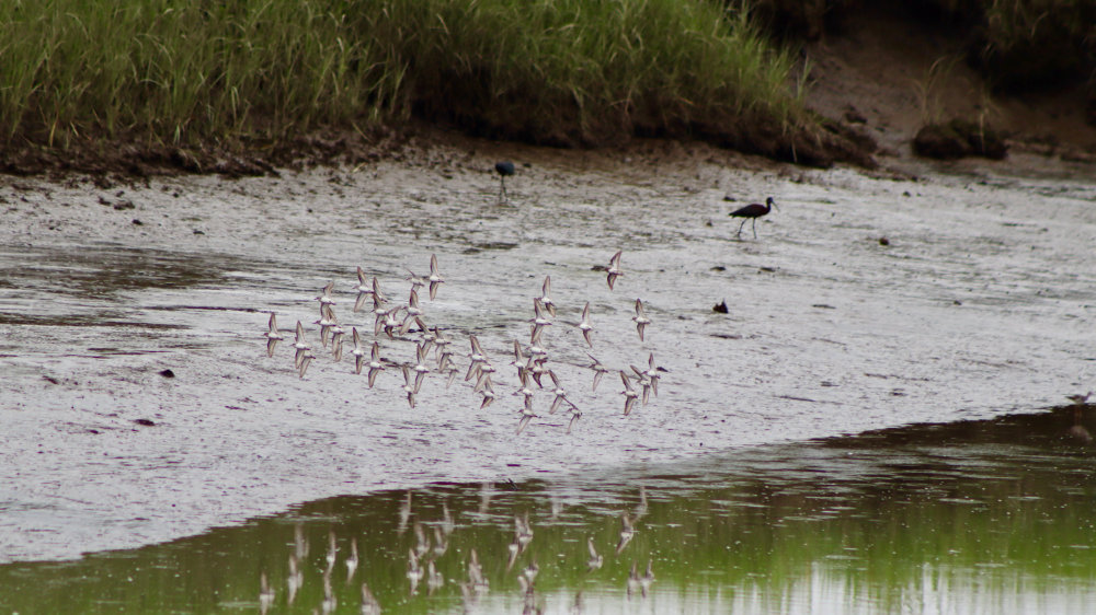 glossy ibis and plovers