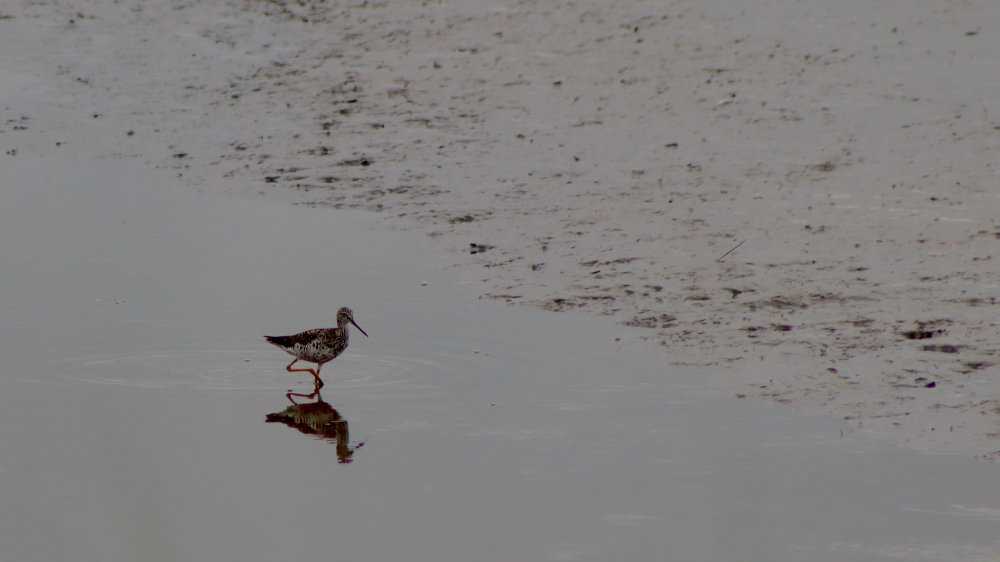 greater yellow legs scarborough marsh