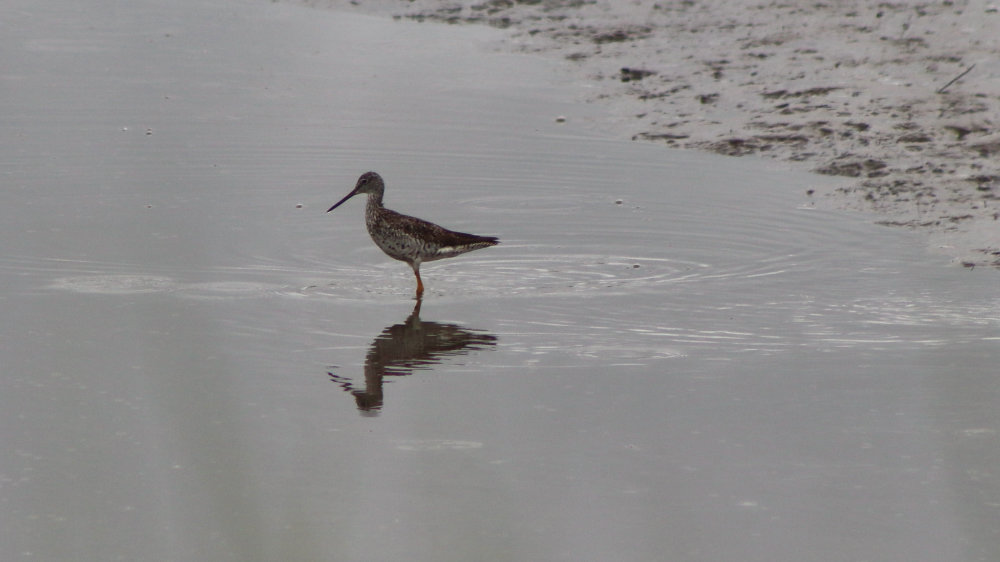 greater yellow legs scarborough marsh