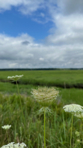 Queen Annes Lace Scarborough Marsh