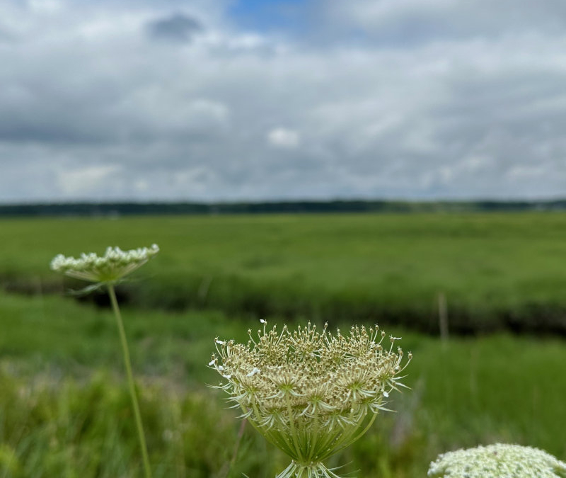 A Walk Through Scarborough Marsh