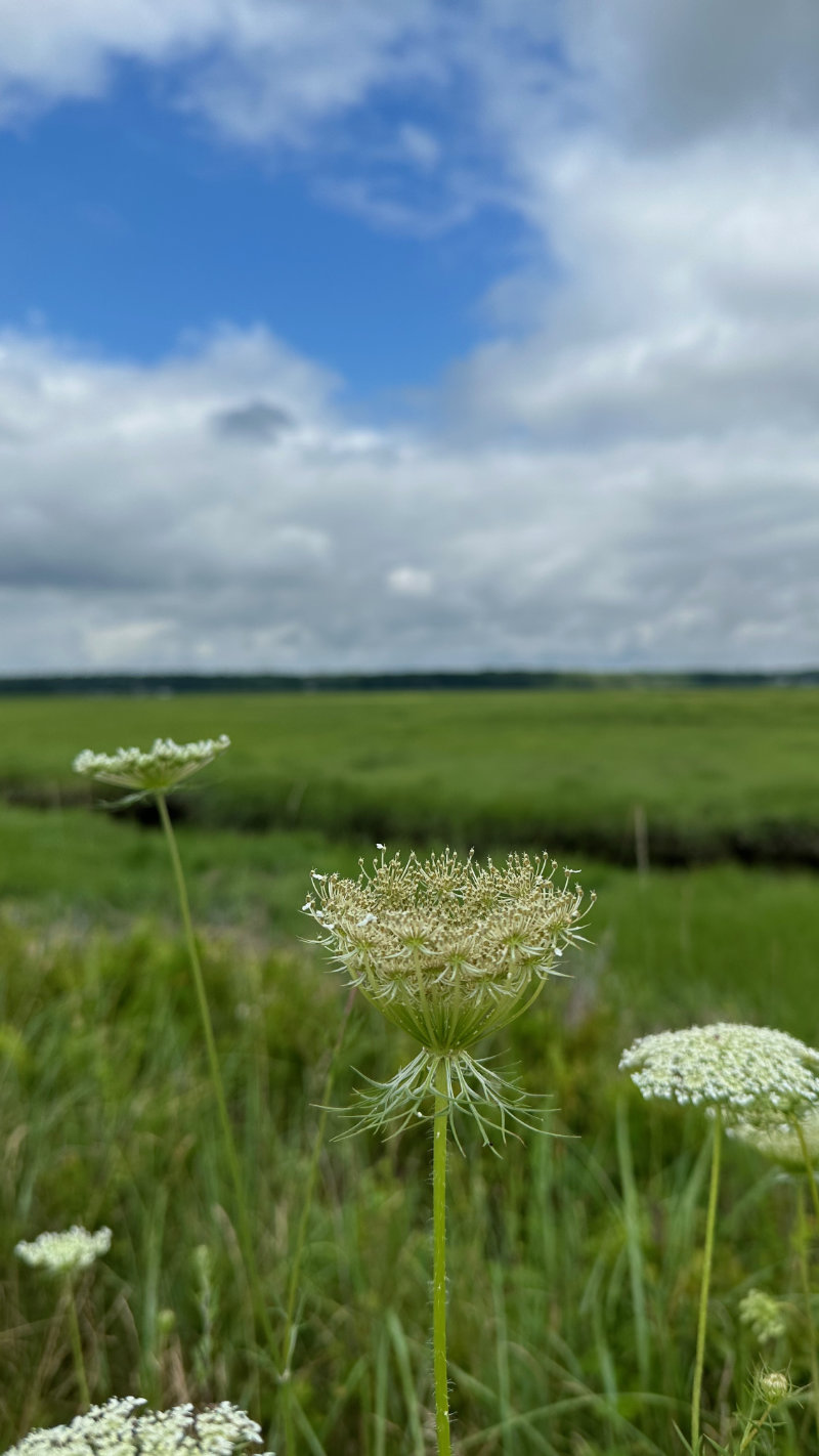 Queen Annes Lace Scarborough Marsh