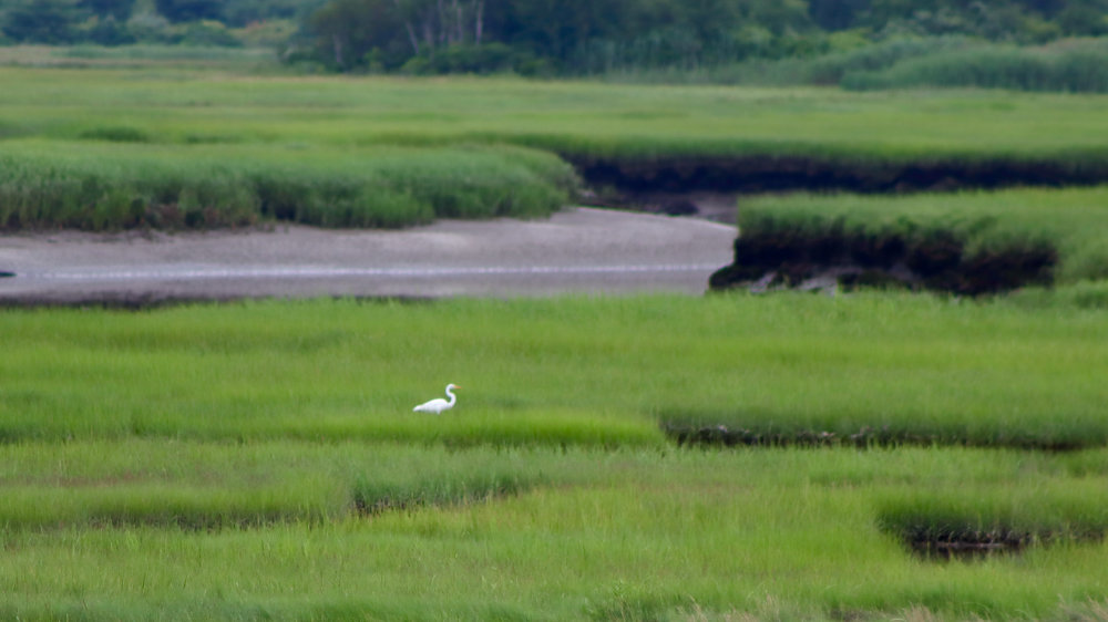 great white egret fishing scarborough marsh