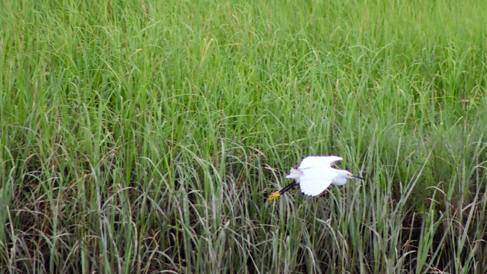 snowy egret flying on scarborough marsh maine