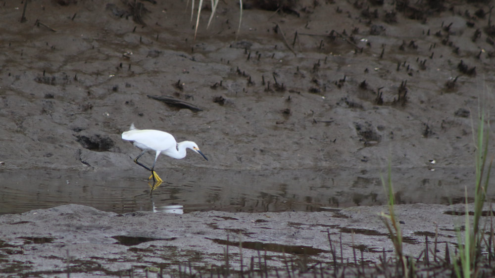snowy egret on scarborough marsh maine