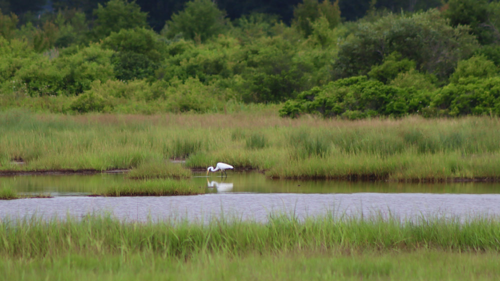 great white egret fishing scarborough marsh