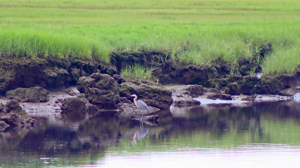 great blue heron posing scarborough marsh